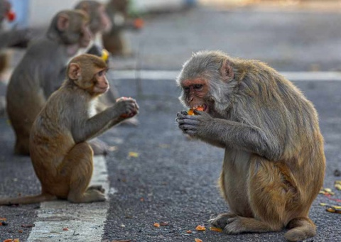 Cae banda de ladrones en India que utilizaba monos amaestrados para robar