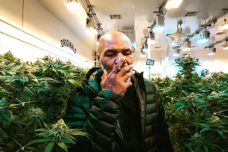 El ex boxeador trabaja en un proyecto vinculado al cannabis (IG: @tysonranchofficial)