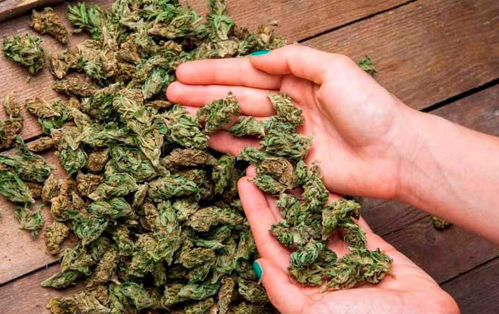 Legalizar mariguana fomentará la descomposición social'